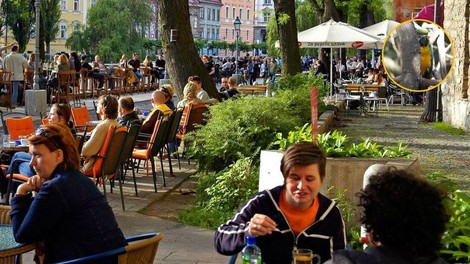 Po Ljubljani se sprehaja nenavadna žival – ste jo že videli?
