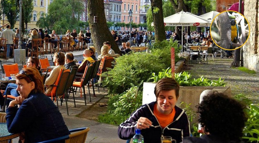 Po Ljubljani se sprehaja nenavadna žival – ste jo že videli? (foto: Profimedia/fotomontaža)