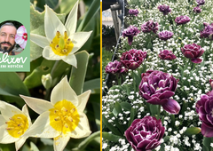 Srečko Blas ima napotke, kaj morate posaditi zdaj, da bo cvetelo spomladi