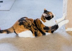 Mačka praska pohištvo – kako ukrepati?
