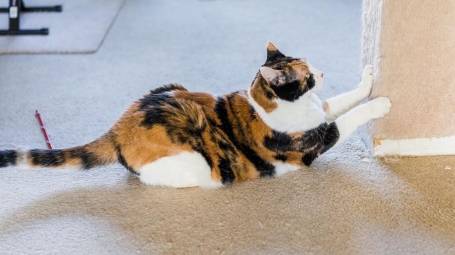 Mačka praska pohištvo – kako ukrepati? (foto: Profimedia)