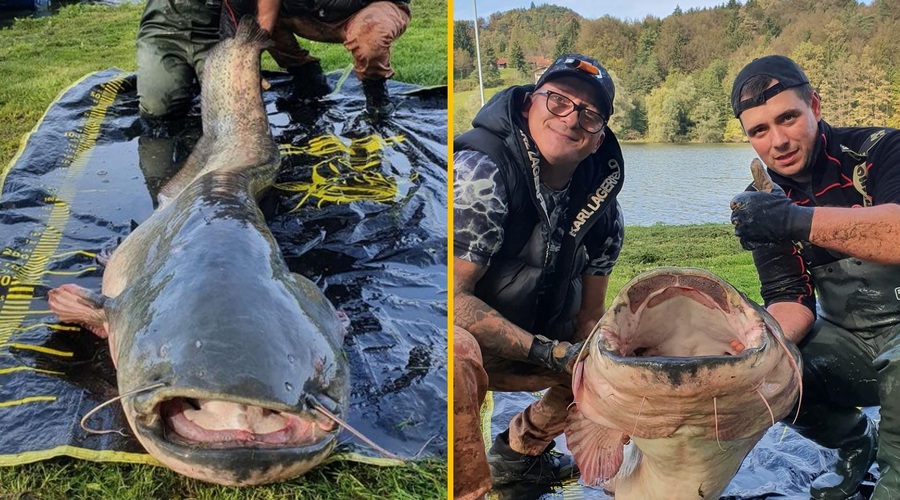 (FOTO) Poglejte tega soma iz Slivniškega jezera: tako velikega še niso ujeli nikoli (foto: Facebook/Rudolf Pavlin/fotomontaža)