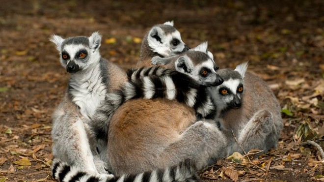 Zaposleni so šokirani: skotili so se štirje pari dvojčkov ogroženih lemurjev (VIDEO) (foto: Profimedia)