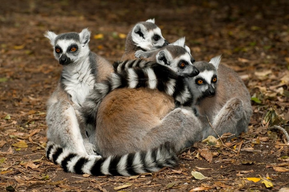 Zaposleni so šokirani: skotili so se štirje pari dvojčkov ogroženih lemurjev (VIDEO) (foto: Profimedia)