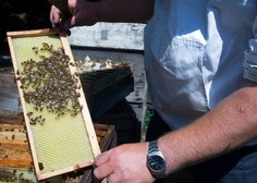 Saj ni res, pa je! Čebele so ukrajinskega vojaka rešile pred gotovo smrtjo