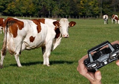 Zganjanje krav s pomočjo daljinsko vodenih avtomobilčkov – nova prihodnost?  (VIDEO)