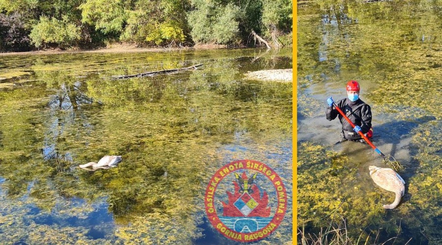 Poginili štirje labodi – kaj je razlog? (foto: PGD Gornja Radgona / www.gornjaradgona.eu)