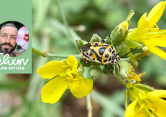 Kaj lahko storimo, da smrdljivcem in pikapolonicam preprečimo vstop v naš dom?