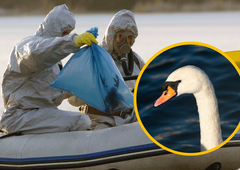 Sumi potrjeni: ptičja gripa ponovno v Sloveniji