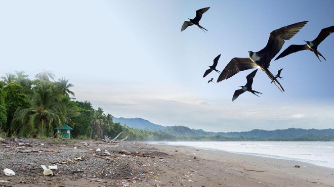 Podatki so šokantni: bo Zemlja kmalu brez ptic? (foto: Profimedia/fotomontaža)
