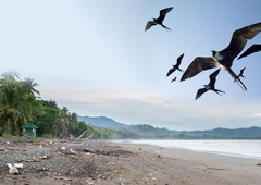 Podatki so šokantni: bo Zemlja kmalu brez ptic?