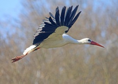 Koliko do prezimovališča preletijo slovenske štorklje? (presenečeni boste!)
