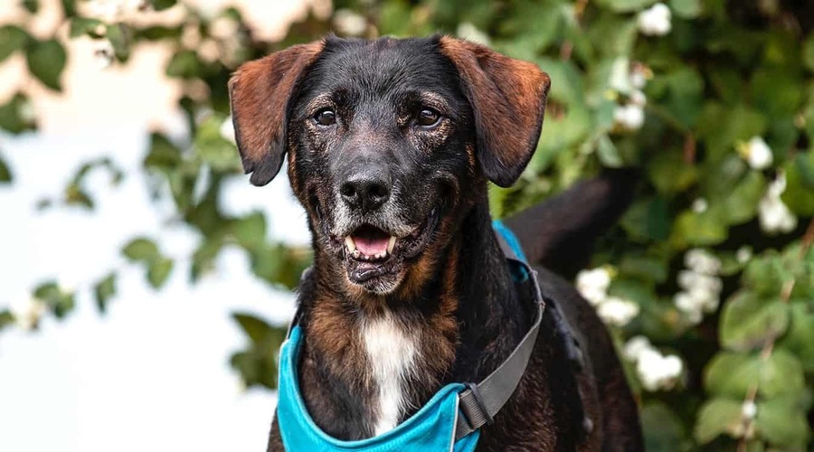Tega si nihče na zasluži: Piko kar 13 let životaril na verigi, sedaj išče pravi dom (foto: Fluffy Pixels)