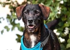 Tega si nihče na zasluži: Piko kar 13 let životaril na verigi, sedaj išče pravi dom