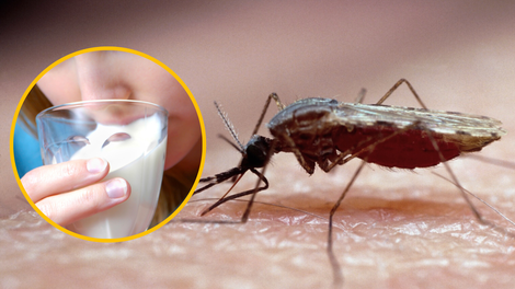 Kako se tega do sedaj ni nihče spomnil? 20-letnica iz mleka izdelala sredstvo proti komarjem
