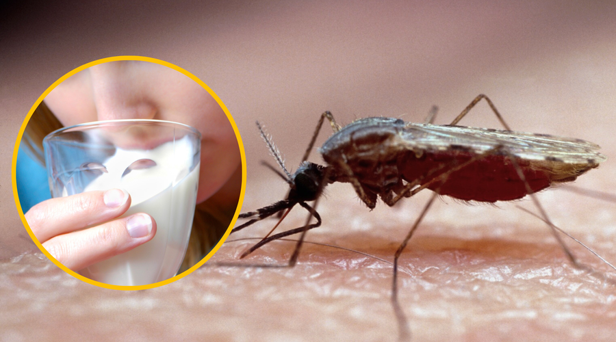 Kako se tega do sedaj ni nihče spomnil? 20-letnica iz mleka izdelala sredstvo proti komarjem (foto: Profimedia/fotomontaža)