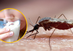 Kako se tega do sedaj ni nihče spomnil? 20-letnica iz mleka izdelala sredstvo proti komarjem