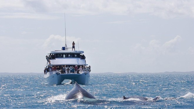 Migracija kitov od Antarktike do ekvatorja odslej bolj varna (foto: Profimedia)