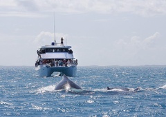 Migracija kitov od Antarktike do ekvatorja odslej bolj varna