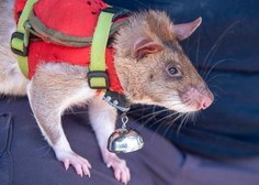 Veljajo za umazane živali, a so tudi zelo koristne: podgane bodo pomagale reševati življenja