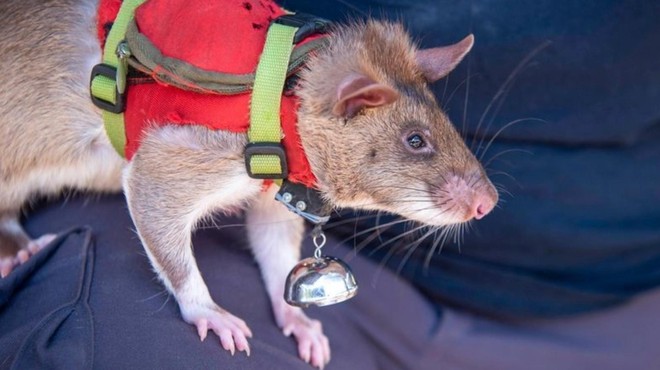 Veljajo za umazane živali, a so tudi zelo koristne: podgane bodo pomagale reševati življenja (foto: herorats/Instagram)