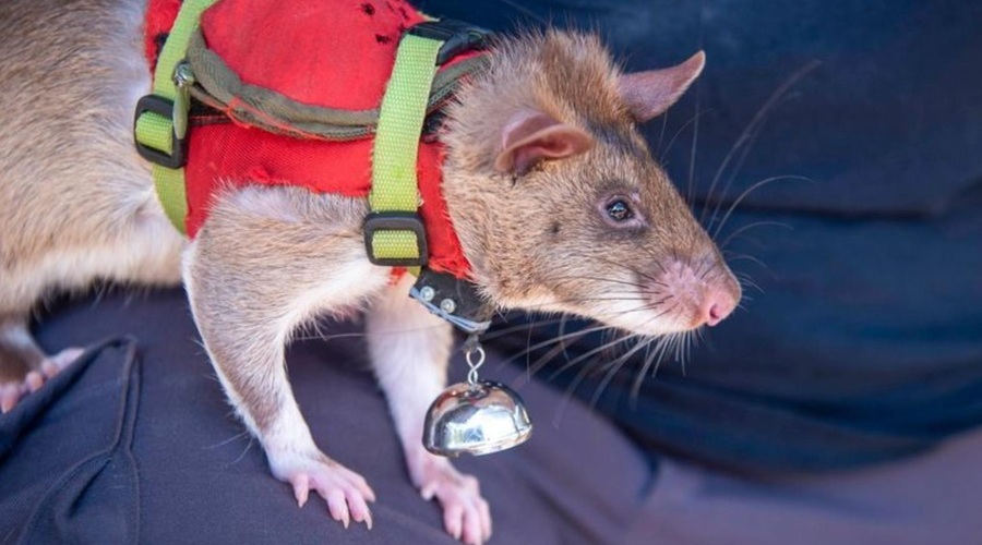 Veljajo za umazane živali, a so tudi zelo koristne: podgane bodo pomagale reševati življenja (foto: herorats/Instagram)