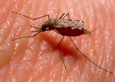 Sezona komarjev se približuje: tako se jih najlažje znebite