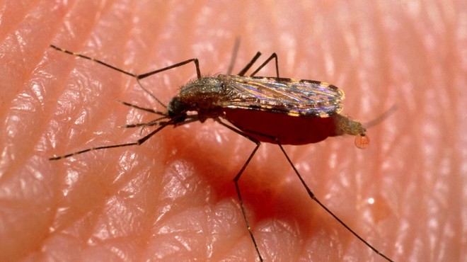 Sezona komarjev se približuje: tako se jih najlažje znebite (foto: Profimedia)