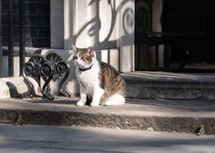 Ne novi britanski premier, zvezda družbenih omrežij je spet – maček Larry!