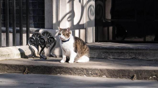 Ne novi britanski premier, zvezda družbenih omrežij je spet – maček Larry! (foto: Profimedia)