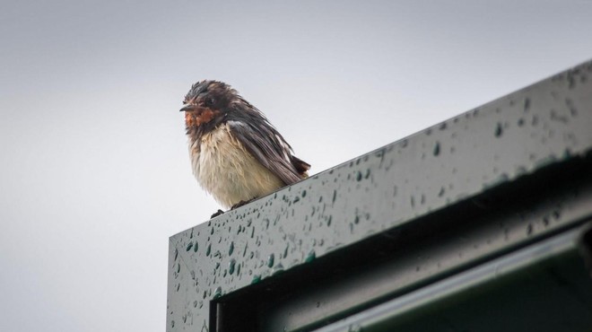 Načini, s katerimi lahko preprečite trke ptic v steklene površine (foto: Profimedia)