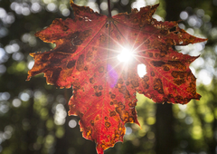 Četrtek bo večinoma sončen, a padavine se bodo že kmalu razširile nad večji del države