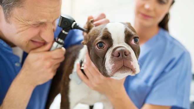 Veterinar razkril 5 pasem psov, ki jih ne bi nikoli imel za svoje ljubljenčke (foto: Profimedia)