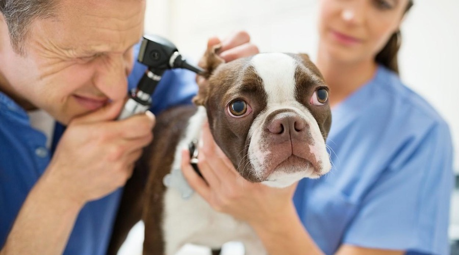 Veterinar razkril 5 pasem psov, ki jih ne bi nikoli imel za svoje ljubljenčke (foto: Profimedia)