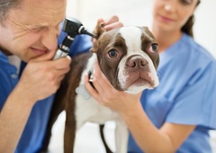 Veterinar razkril 5 pasem psov, ki jih ne bi nikoli imel za svoje ljubljenčke