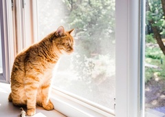 Kamere ujele srce parajoče reakcije mačk, ki so same doma (VIDEO)