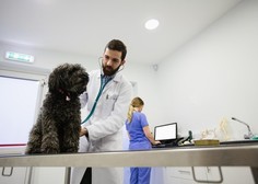 Če psa eno leto ne peljete k veterinarju, je to enako, kot da vi ne bi šli k zdravniku 10 let