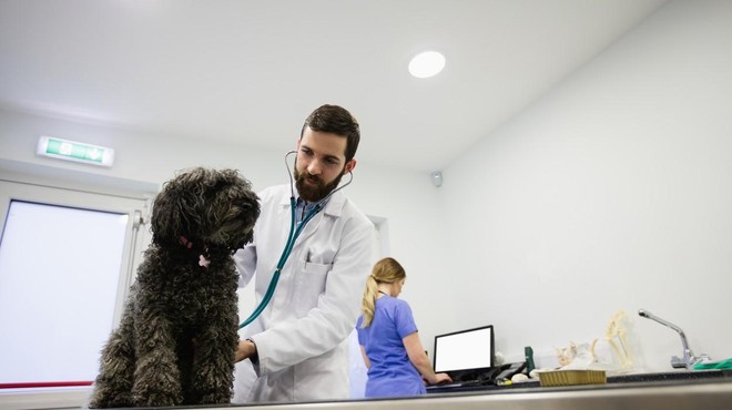 Če psa eno leto ne peljete k veterinarju, je to enako, kot da vi ne bi šli k zdravniku 10 let (foto: Profimedia)