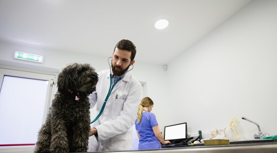 Če psa eno leto ne peljete k veterinarju, je to enako, kot da vi ne bi šli k zdravniku 10 let (foto: Profimedia)