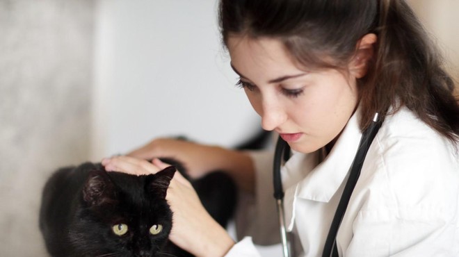 Sindrom črne mačke – resnica ali mit? (foto: Profimedia)