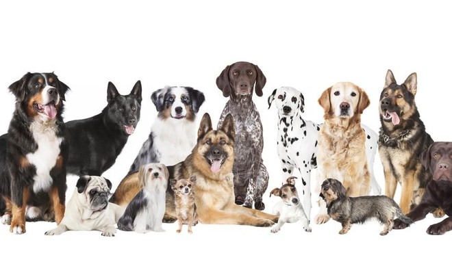 Uganete, katera je najbolj priljubljena pasma psov na svetu? (foto: Profimedia)