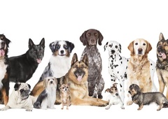 Uganete, katera je najbolj priljubljena pasma psov na svetu?