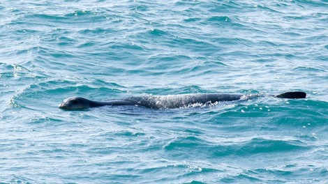 V morju ob Dubrovniku opazili  močno ogroženega sesalca – se po 40 letih vrača?  (VIDEO)