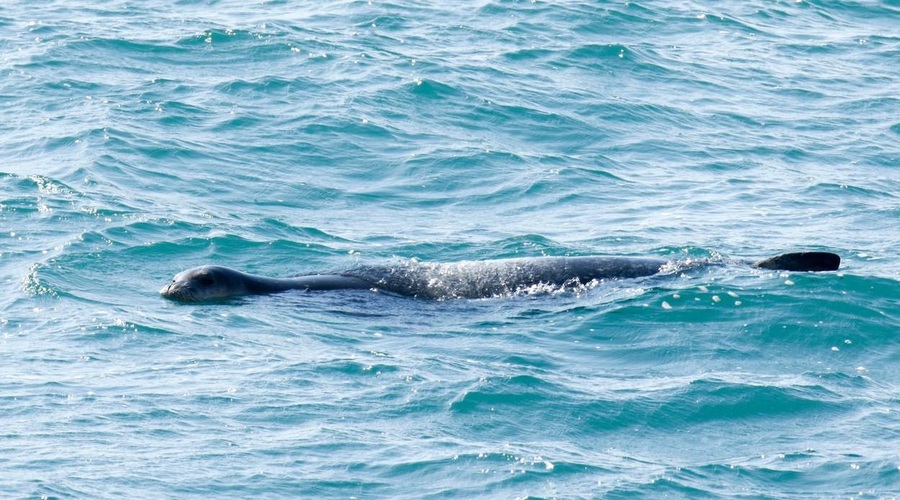 V morju ob Dubrovniku opazili  močno ogroženega sesalca – se po 40 letih vrača?  (VIDEO) (foto: Profimedia)