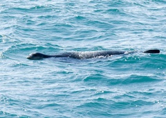 V morju ob Dubrovniku opazili  močno ogroženega sesalca – se po 40 letih vrača?  (VIDEO)