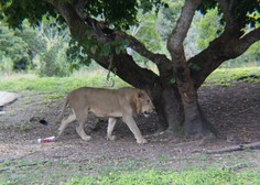 Iz živalskega vrta pobegnilo pet levov