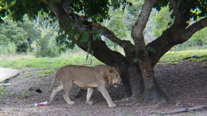 Iz živalskega vrta pobegnilo pet levov (foto: Profimedia)