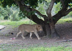 Iz živalskega vrta pobegnilo pet levov