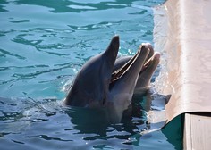 Delfini v najbolj znanem akvariju podhranjeni in agresivni: so v nevarnosti?