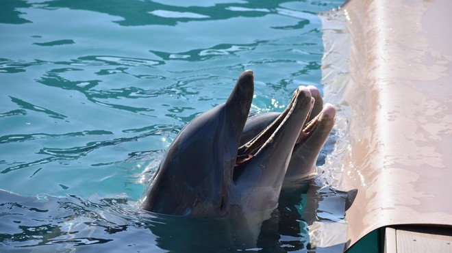 Delfini v najbolj znanem akvariju podhranjeni in agresivni: so v nevarnosti? (foto: Profimedia)